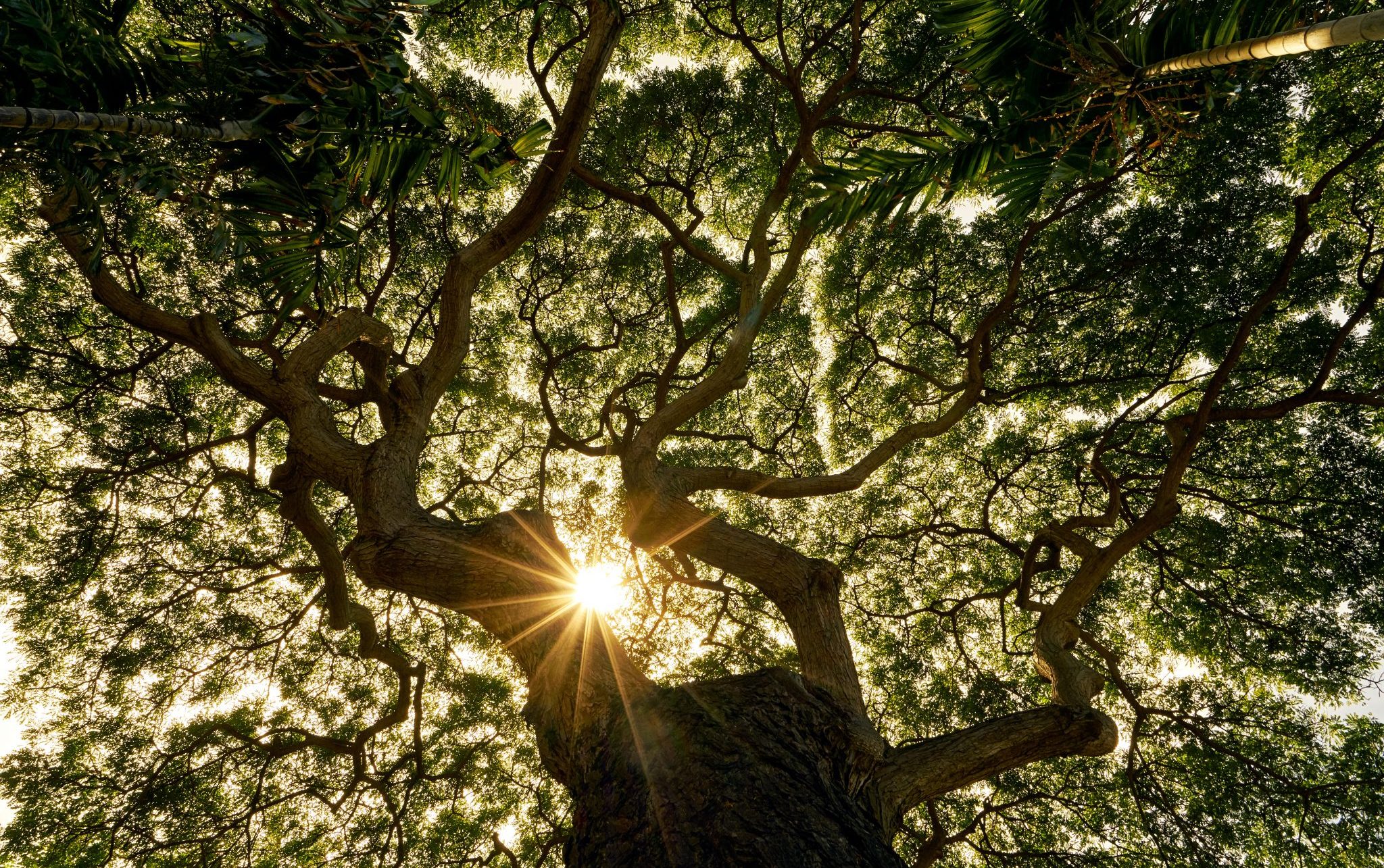 sunlit tree