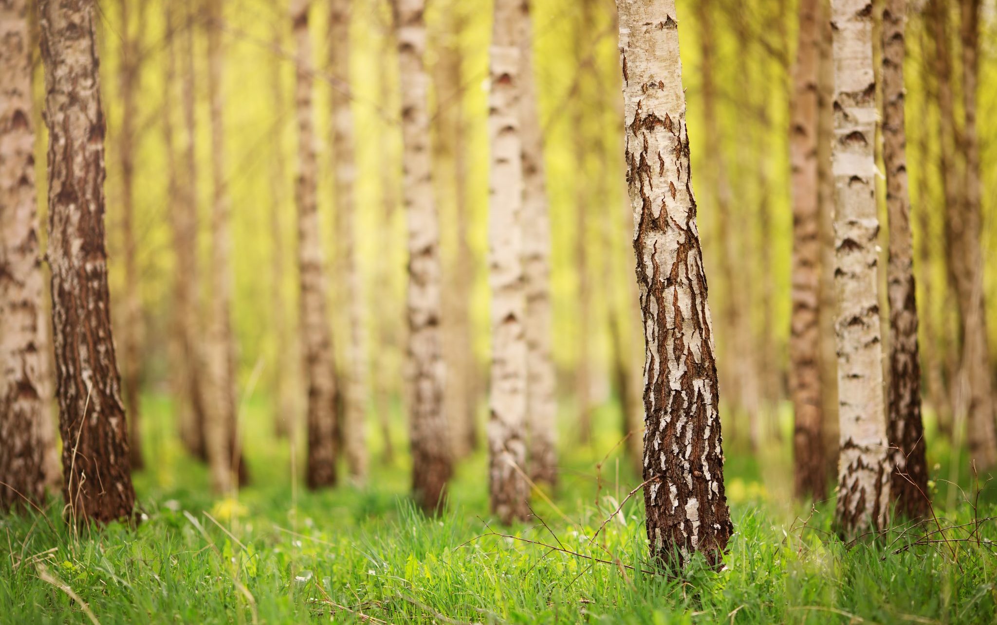 birch forest