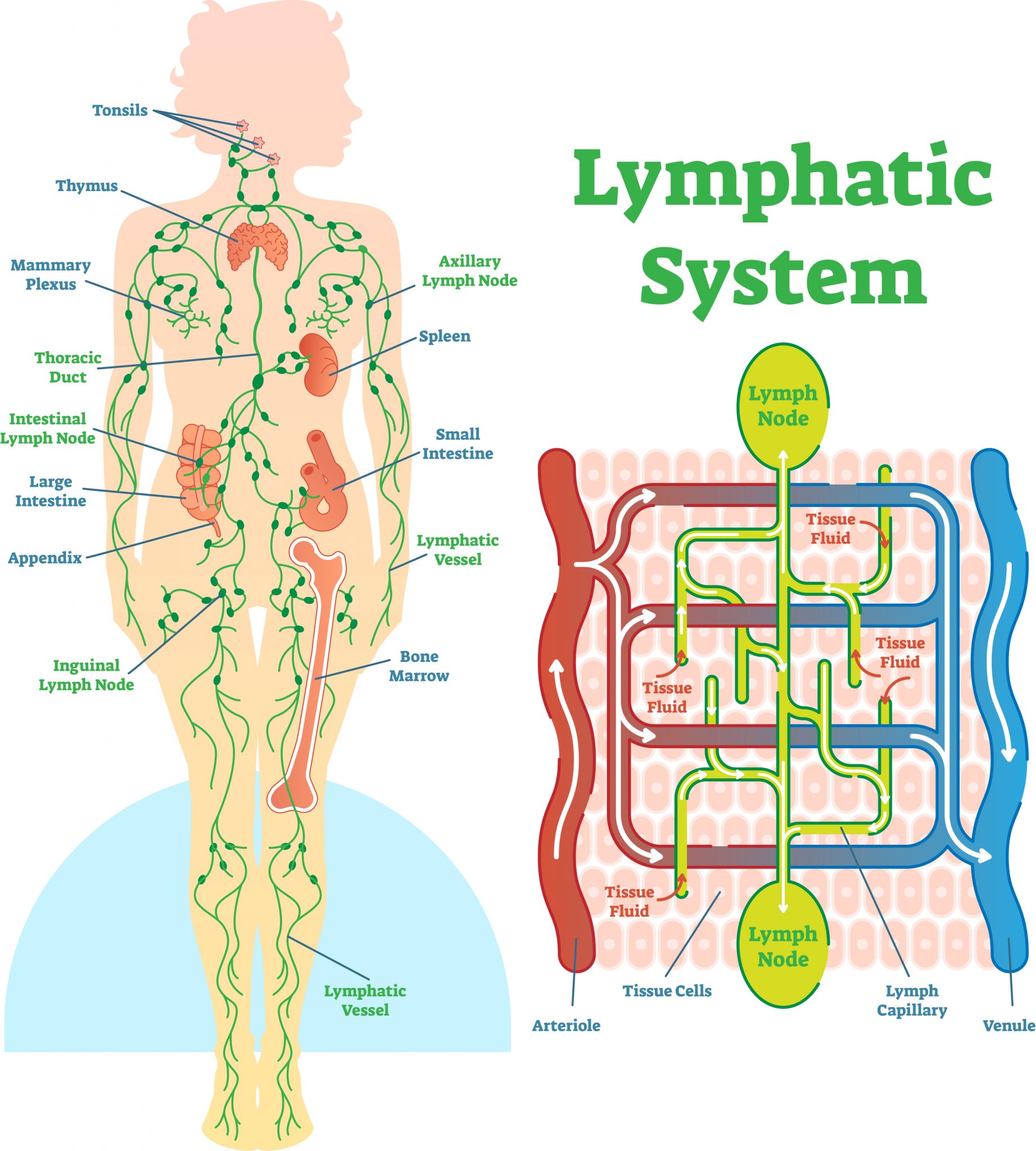 Self-Massage for Lymphatic Drainage: Techniques to Try