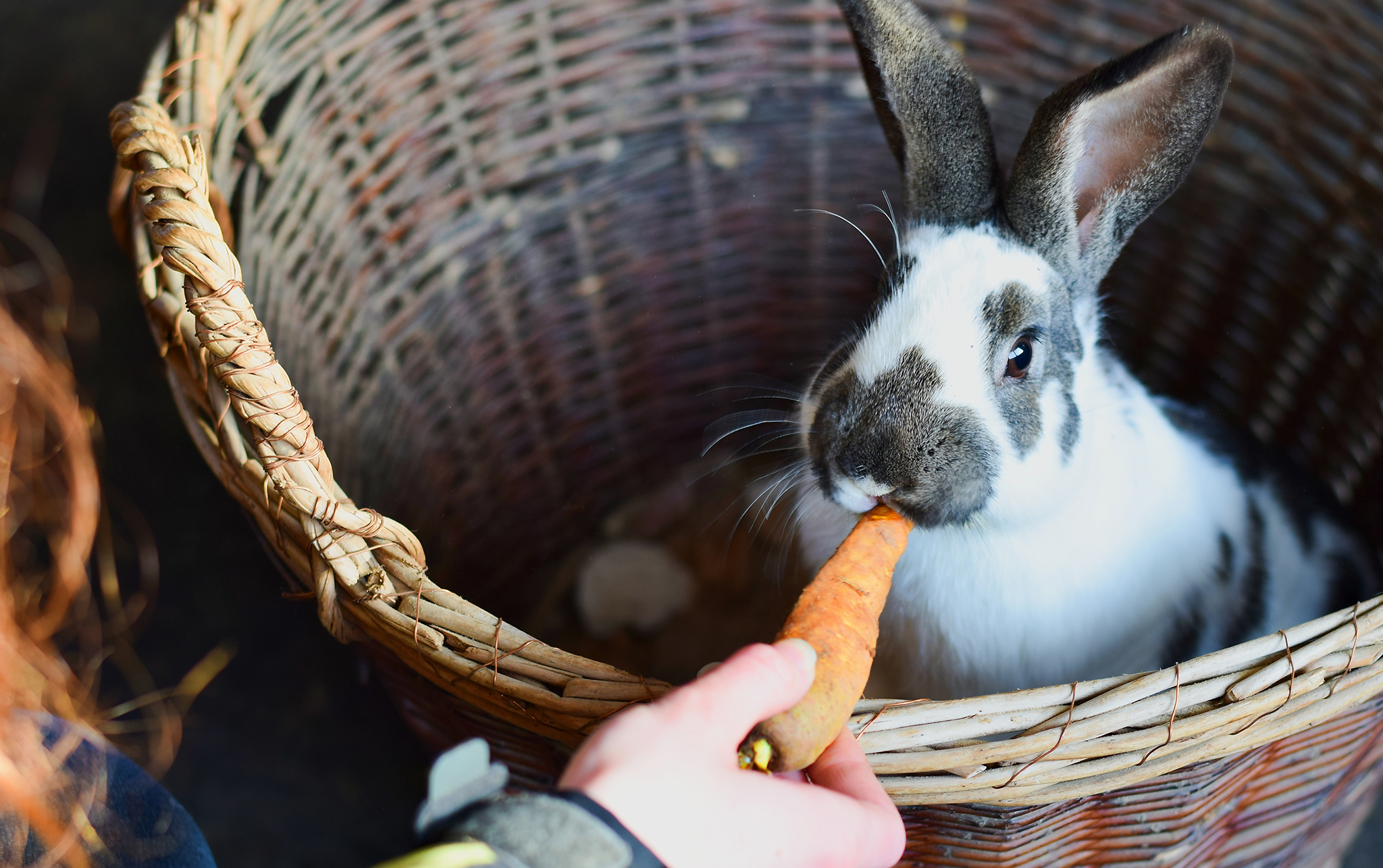 bunnies