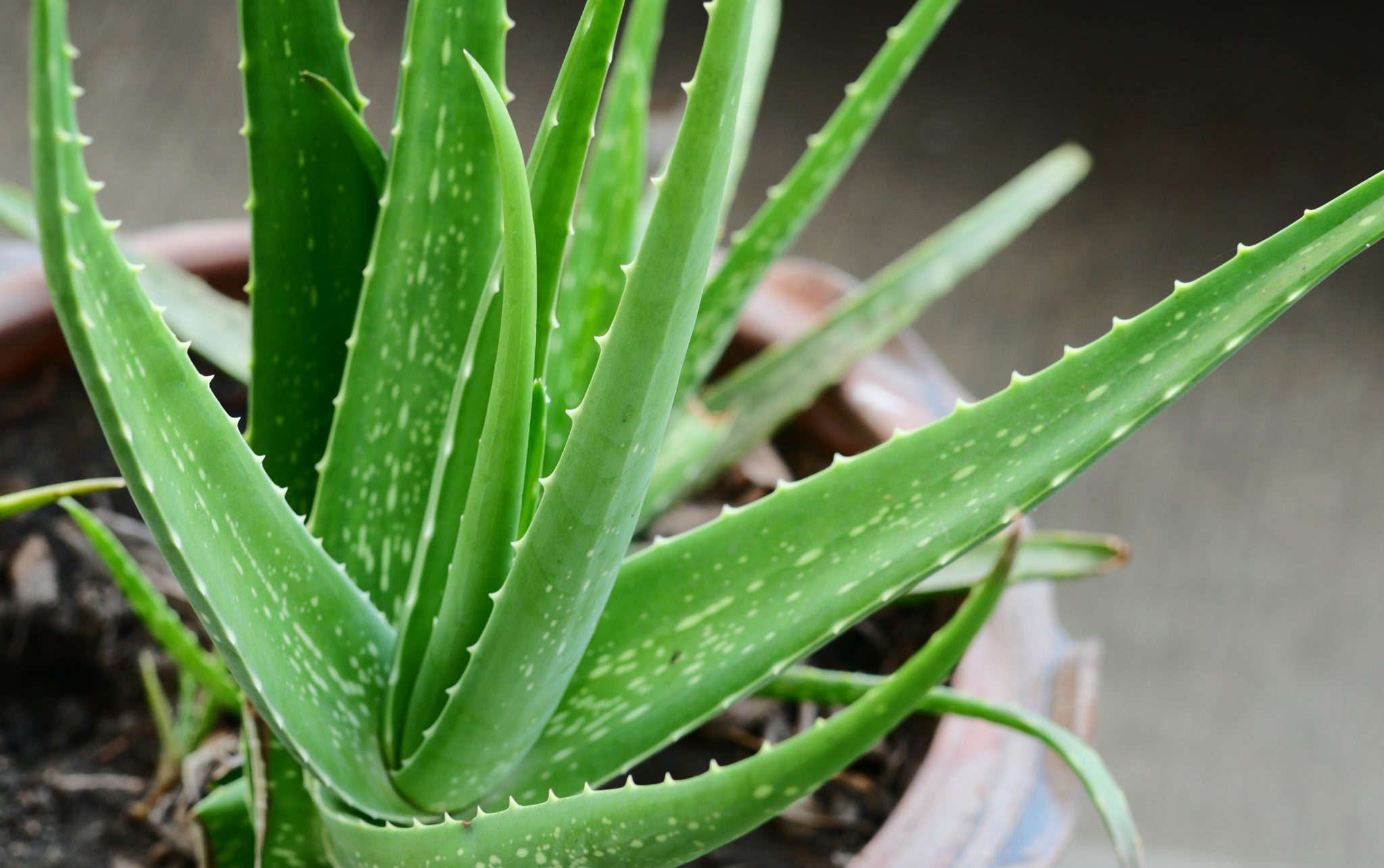 aloe