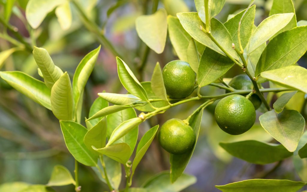 Calamansi Juice Health Benefits: Why You Need to Try It