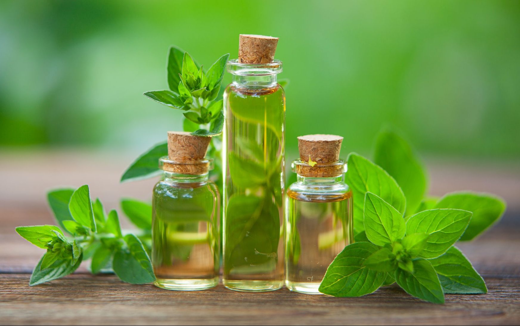 oregano oil