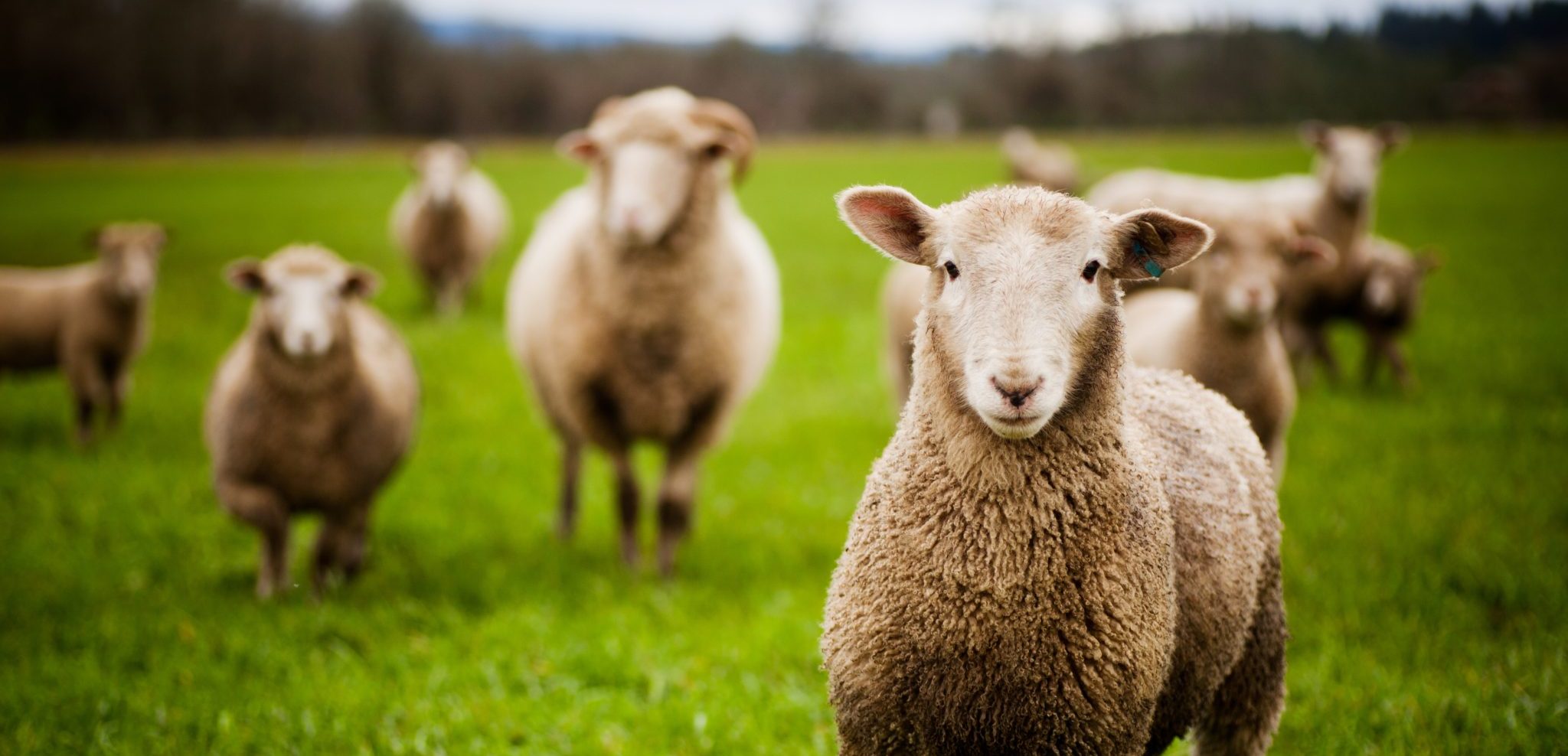 Counting Sheep Helps Falling Asleep: True or False?