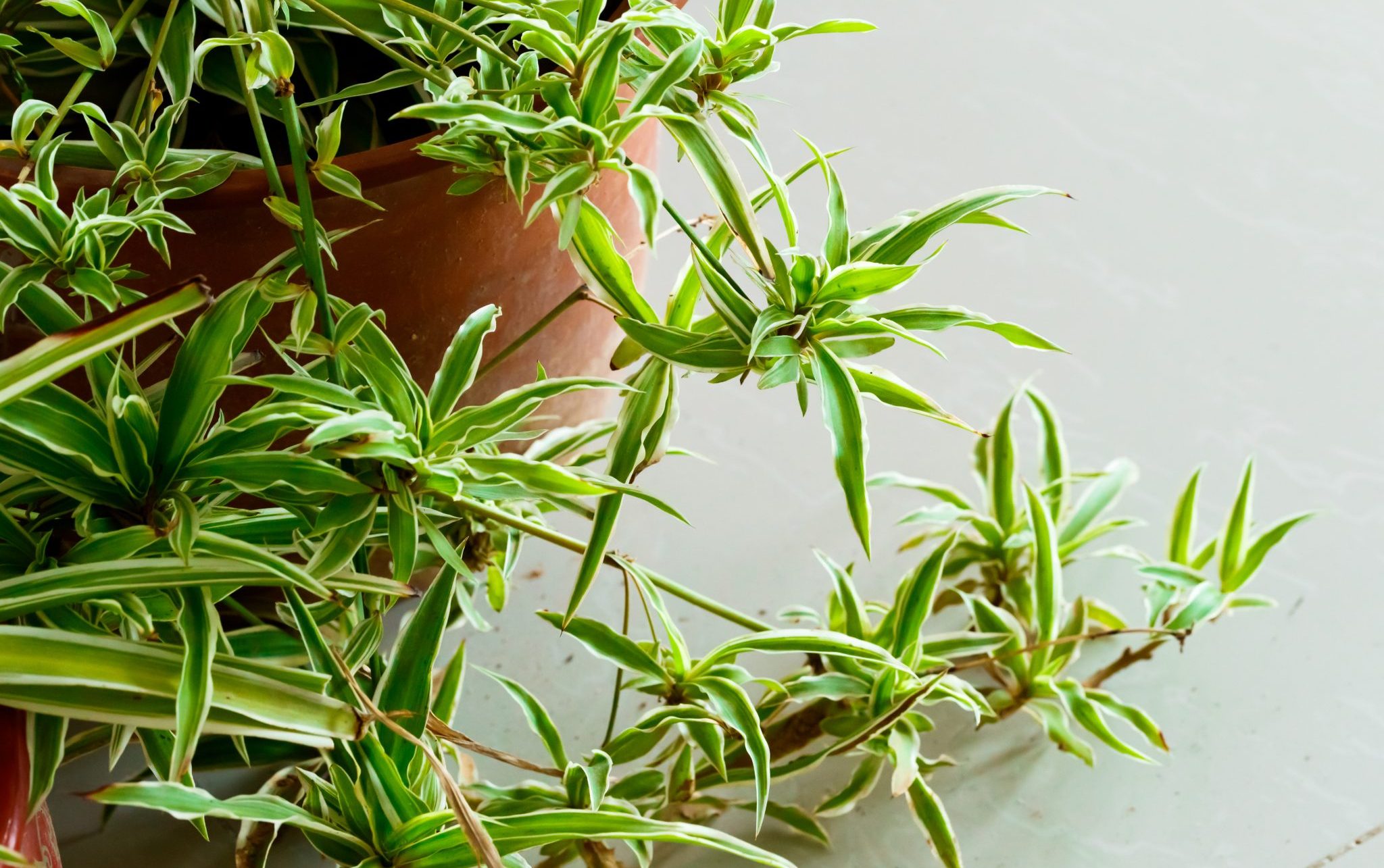 spider plant