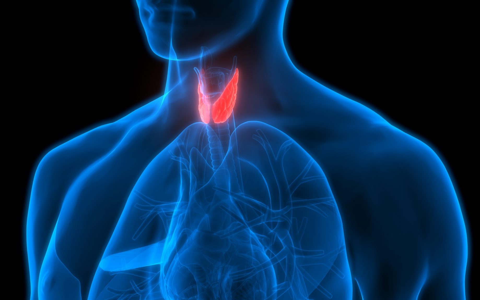 thyroid gland