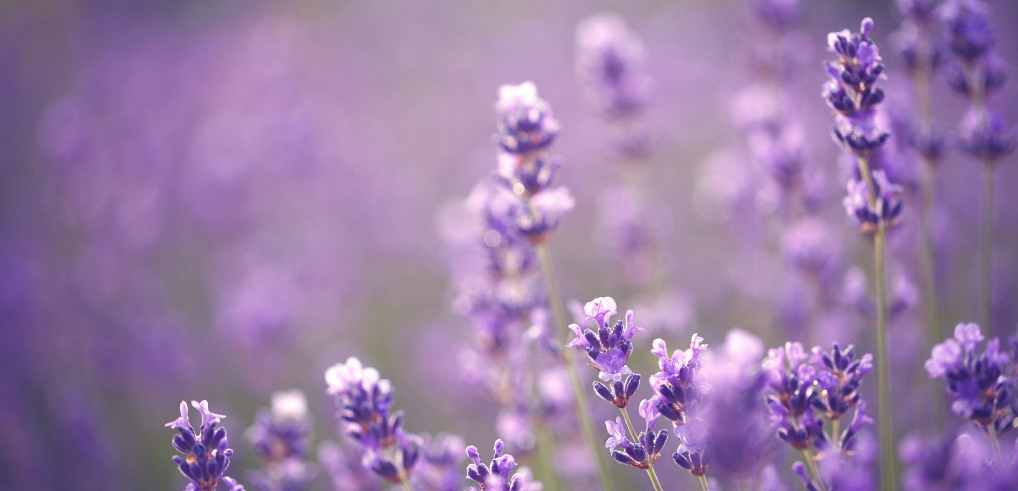 The Forgotten Secrets of Lavender for Sleep and Relaxation