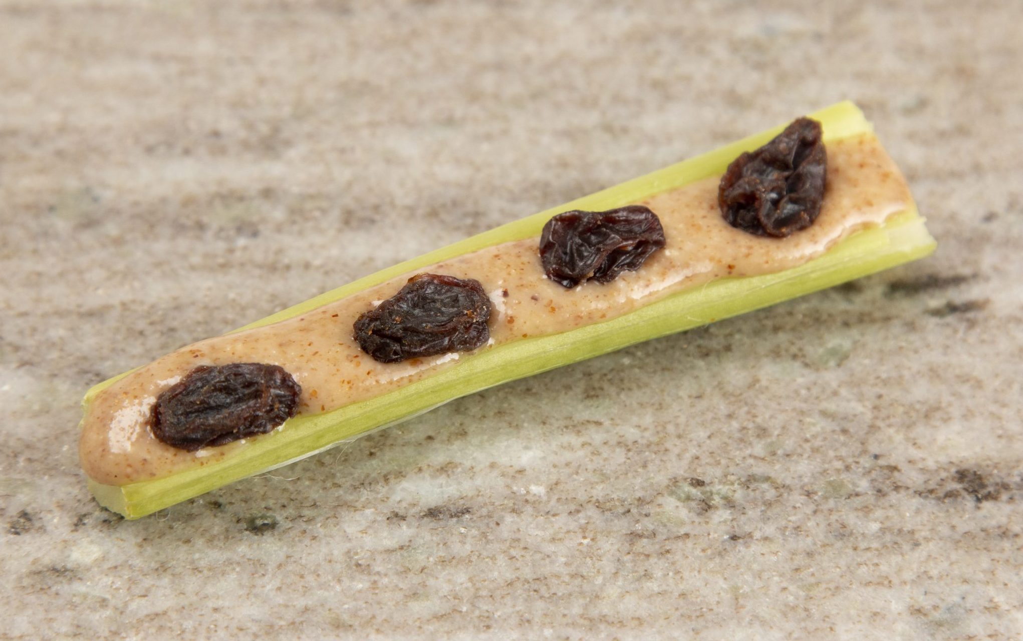 ants on log