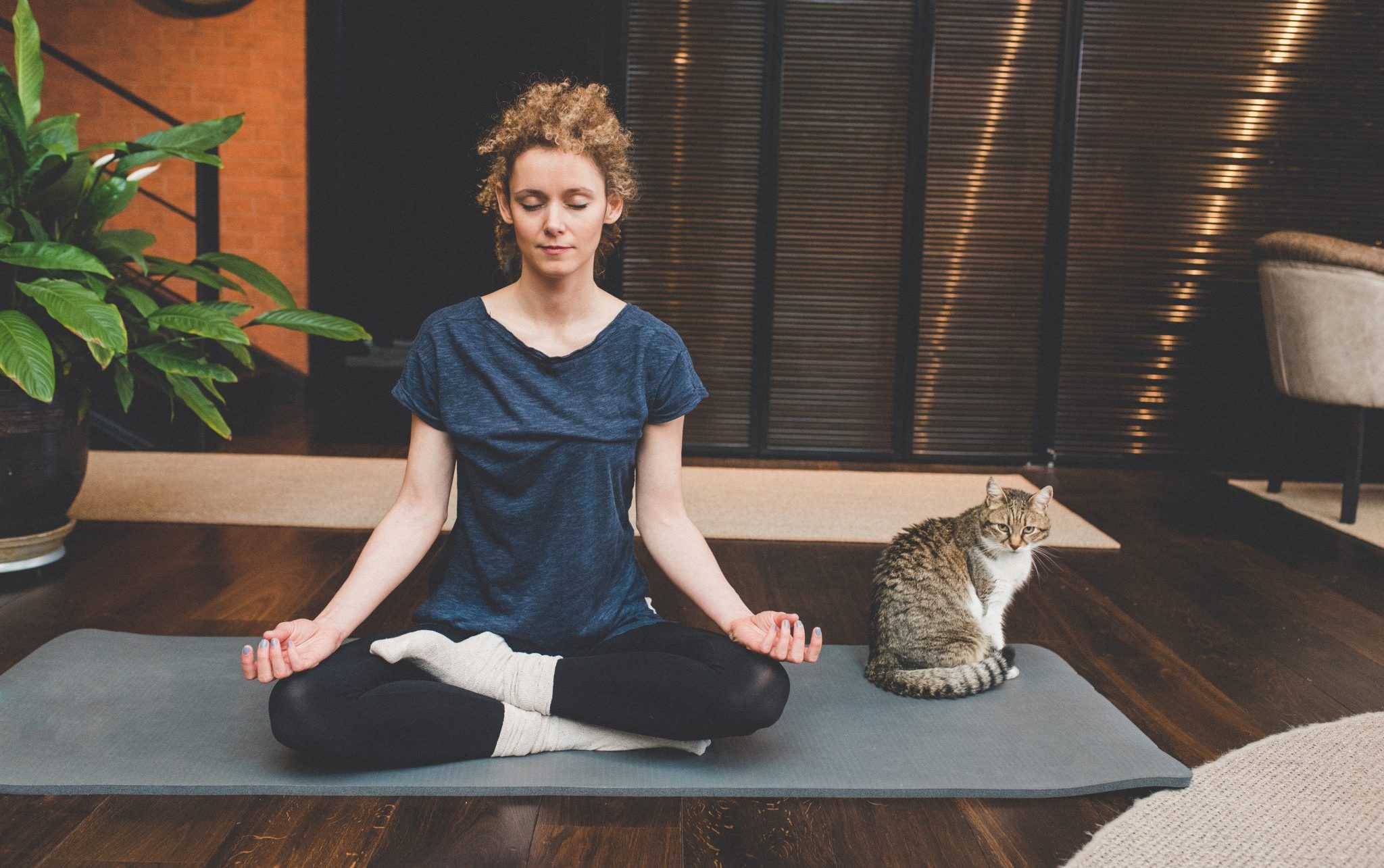 meditation cat